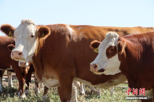 牛牛配 （乡村行·看振兴）锡林郭勒草原牧民的“少养精养”计划